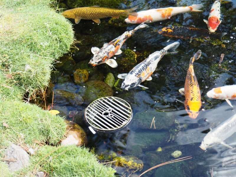 Hidden Mickeys in Fish Pond Japan Epcot