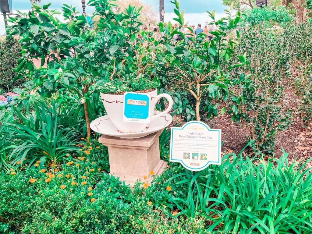Twinings Tea Garden at Disney