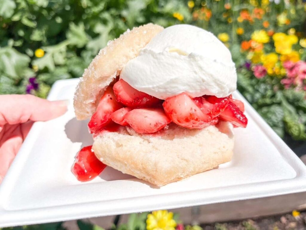 strawberry Shotcake flower and garden