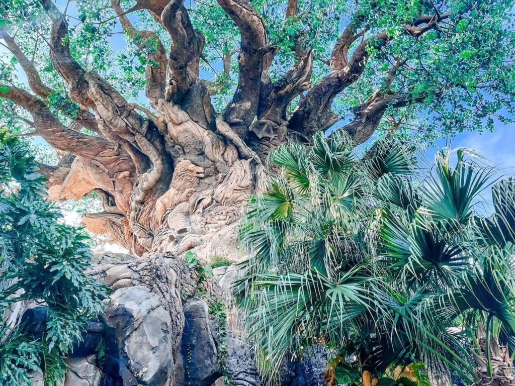 Animal Kingdom Tree