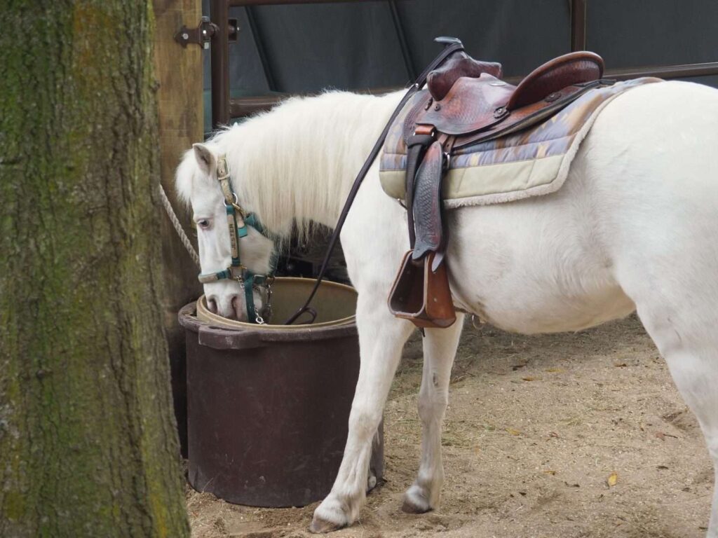 horses at disney fort wilderness resort