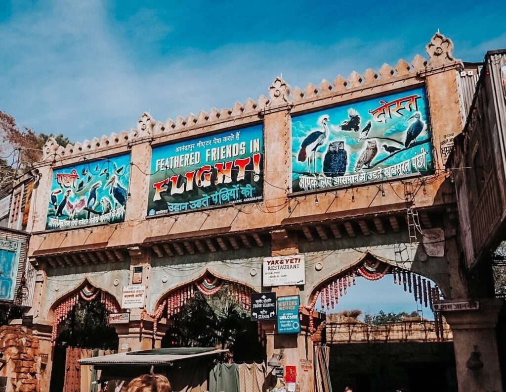 Animal Kingdom Shows