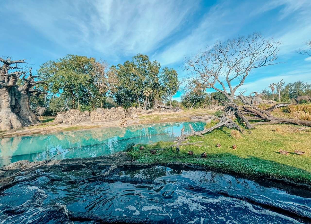 Animal Kingdom Park Kilimanjaro Disney Ride