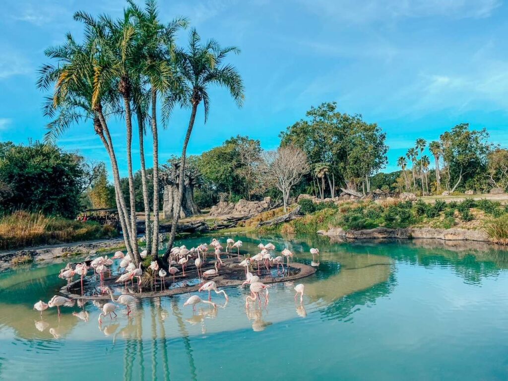 Kilimanjaro Safari at Animal Kingdom Ride