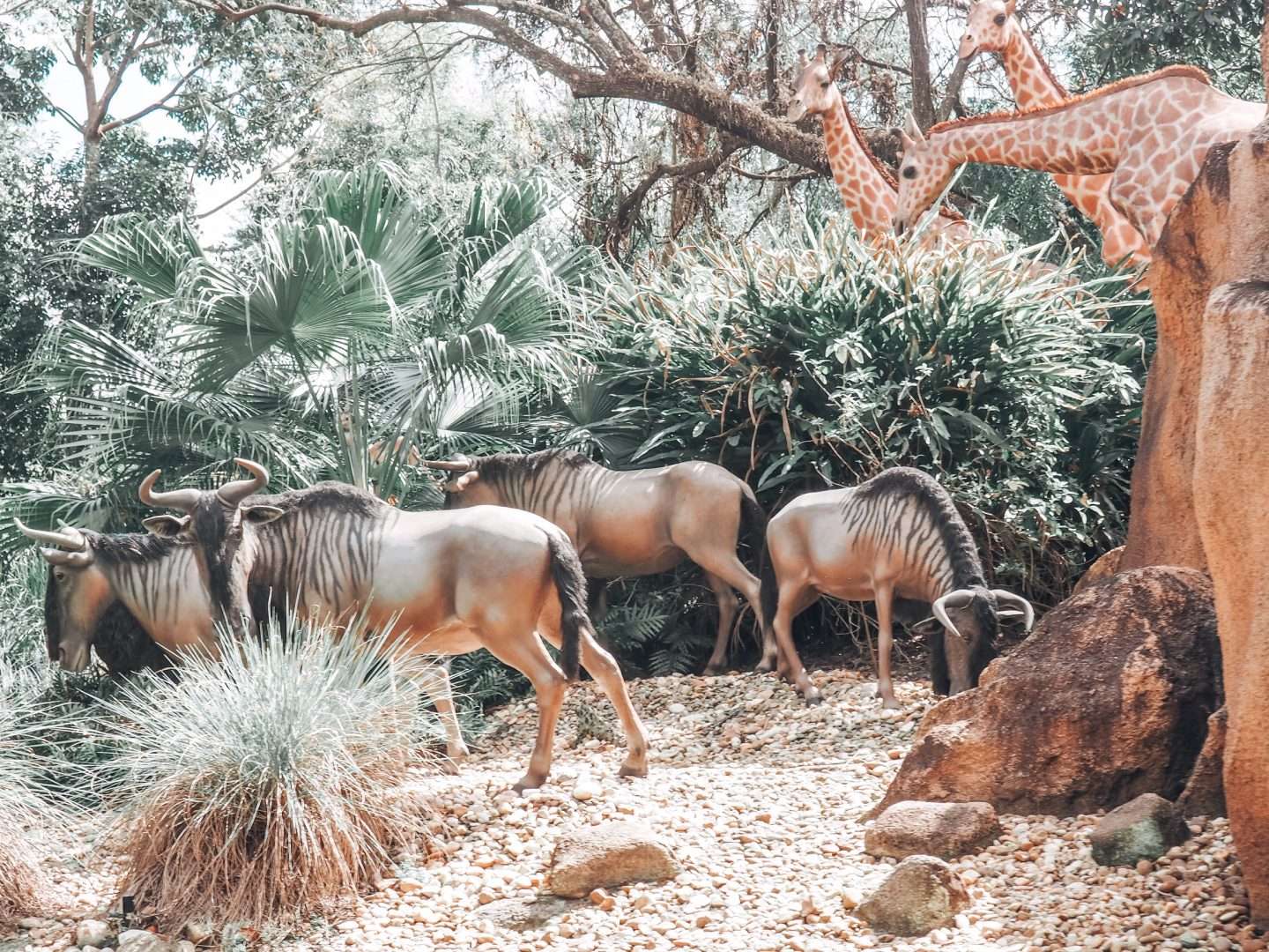 Disney ride Jungle Cruise