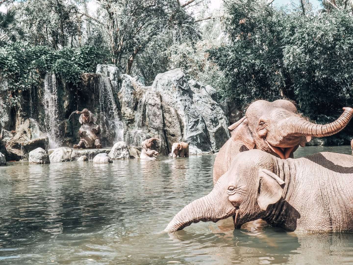 Elephants at Disney World Jungle Cruise