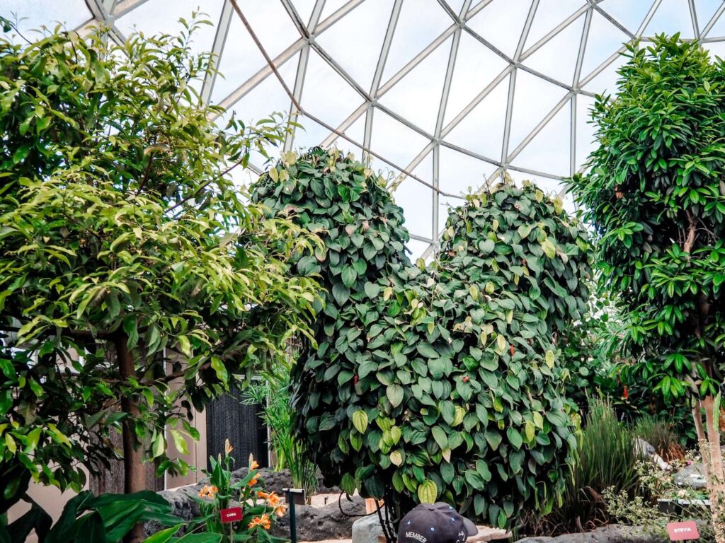 Epcot Ride Living with the Land Mickey Topiary