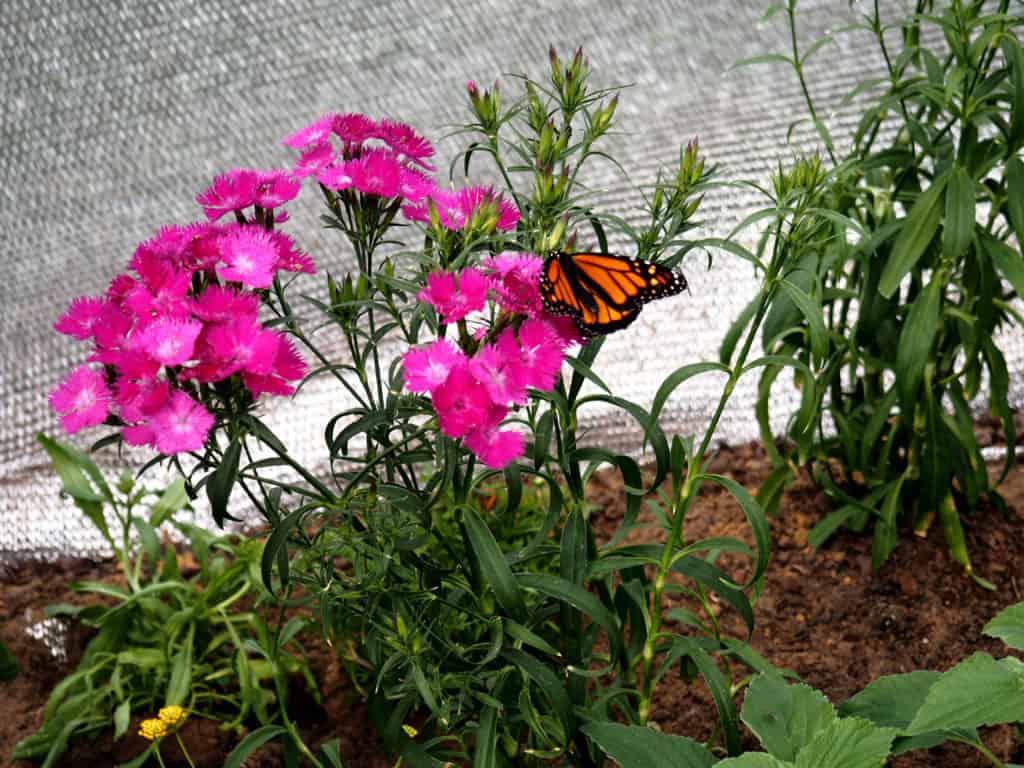 Flower and Garden Butterfly House