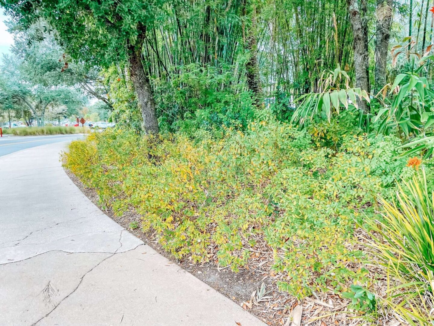 disney world walking paths