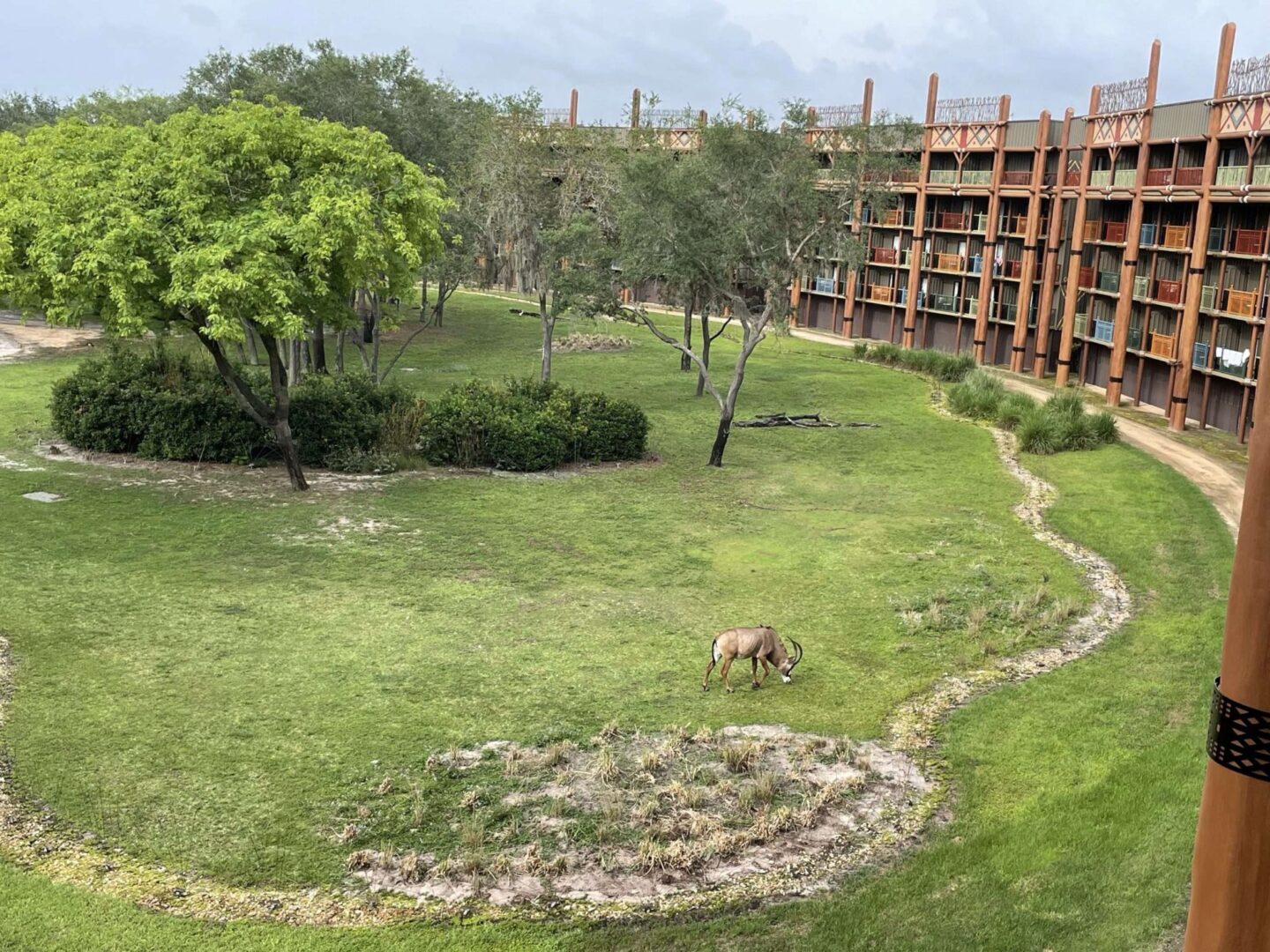 Animal Kingdom Lodge Animals Savanna View