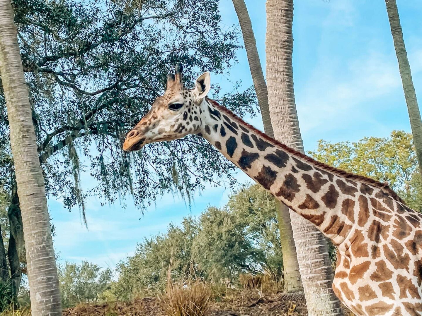 Wild Africa Trek Animal Kingdom Giraffe