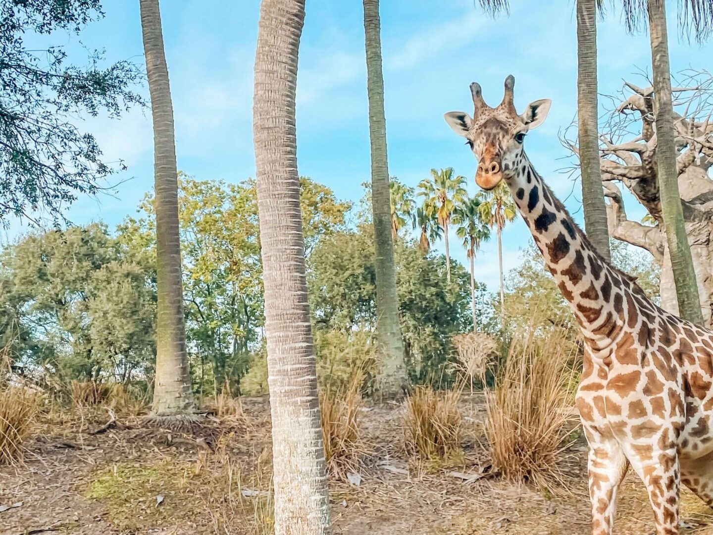 Animal Kingdom Kilimanjaro Safari Wild Africa Trek