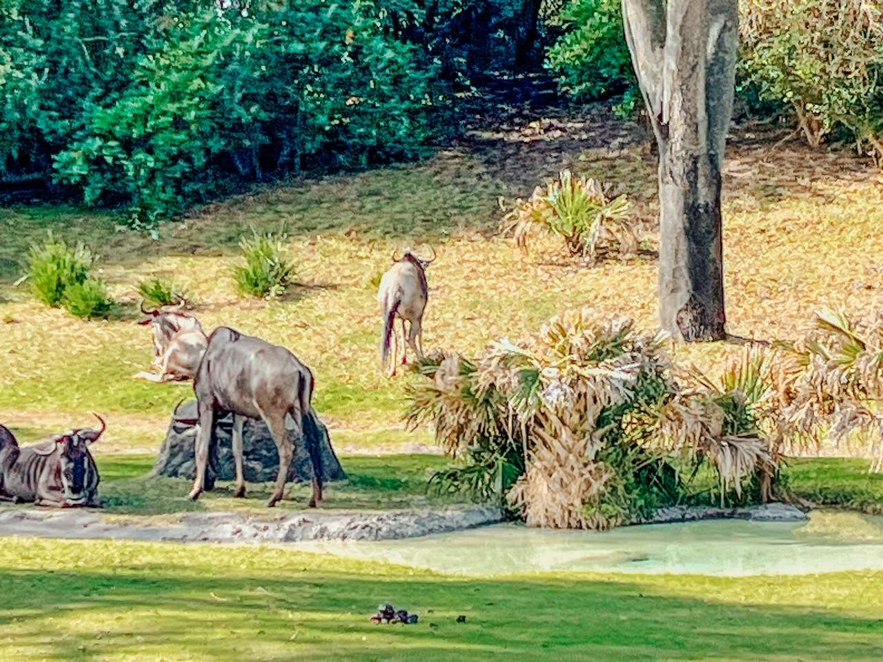 Antelope on Wild Africa Trek Animal Kingdom