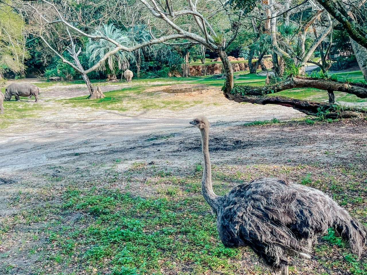 Ostrich on Wild Africa Trek Animal Kingdom Tour