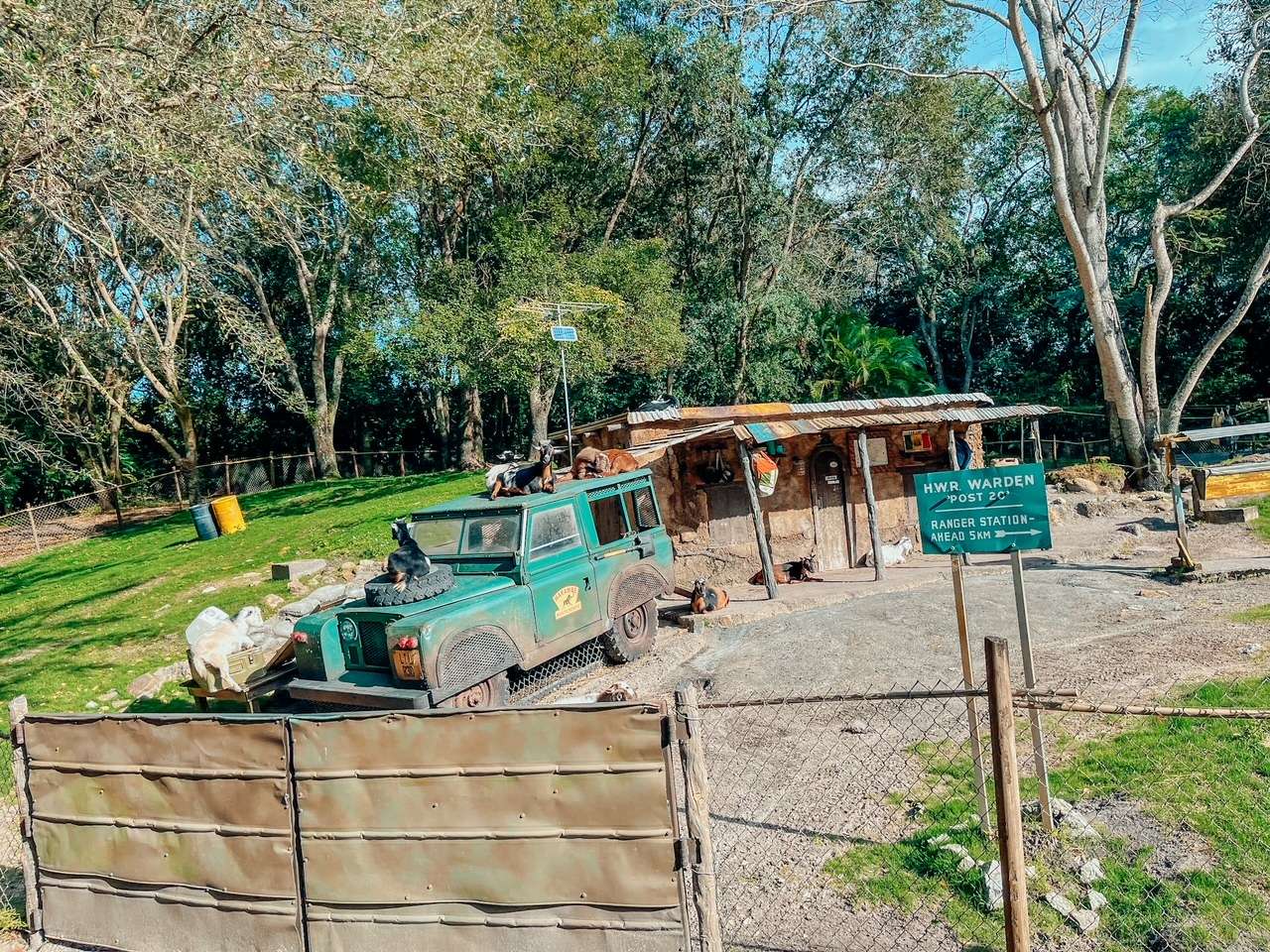 Goats at Animal Kingdom Kilimanjaro Safari Ride
