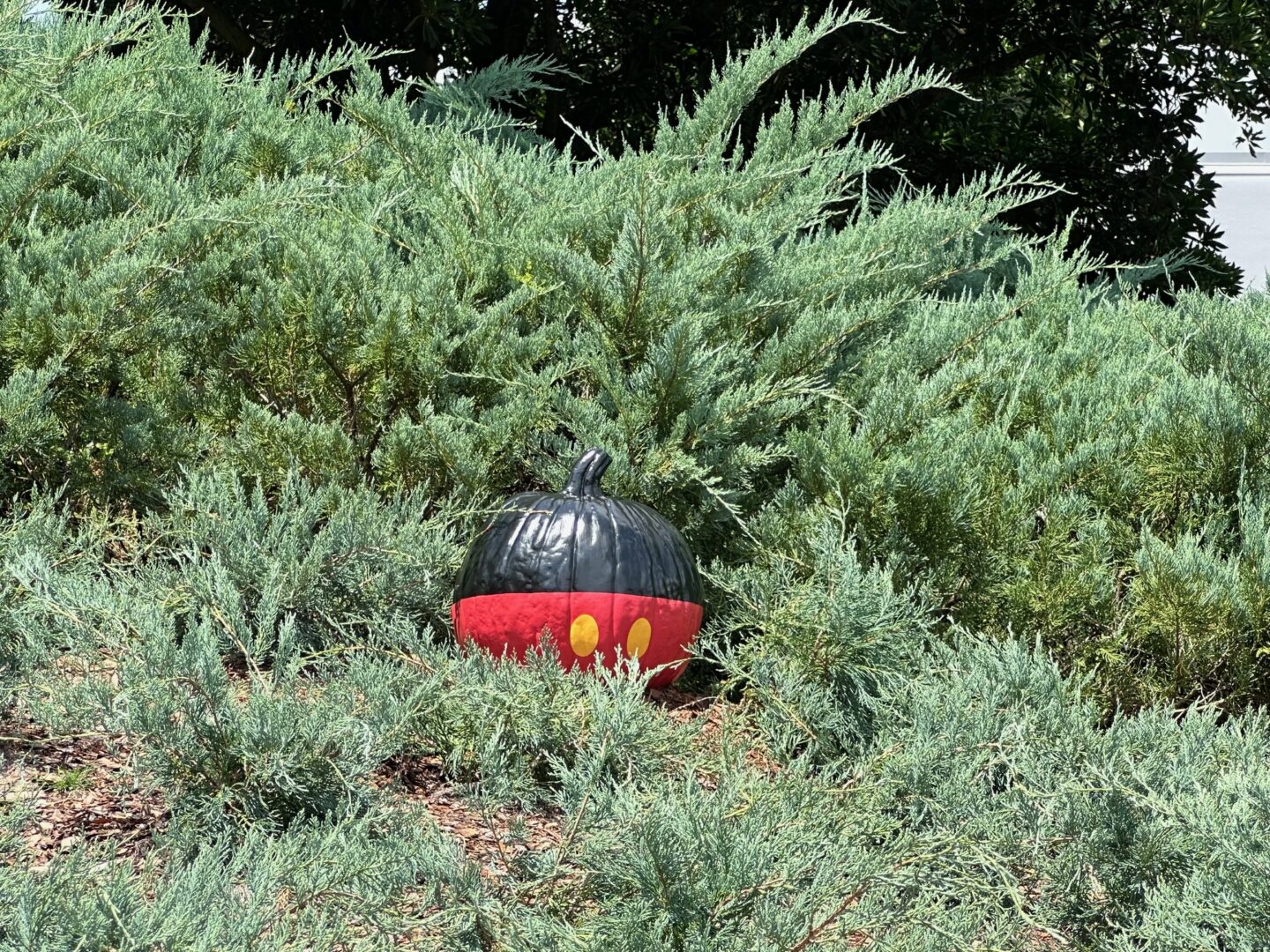 Food and wine Pluto Pumpkin Pursuit Game